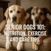 Senior dogs on a couch with care and nutrition tips text.