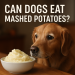 Golden retriever staring at a bowl of mashed potatoes with text reading “Can Dogs Eat Mashed Potatoes?”