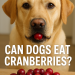 Dog holding a cranberry in its mouth with text asking if dogs can eat cranberries.