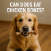 Golden retriever holding a cooked chicken bone in its mouth with text asking if dogs can eat chicken bones.